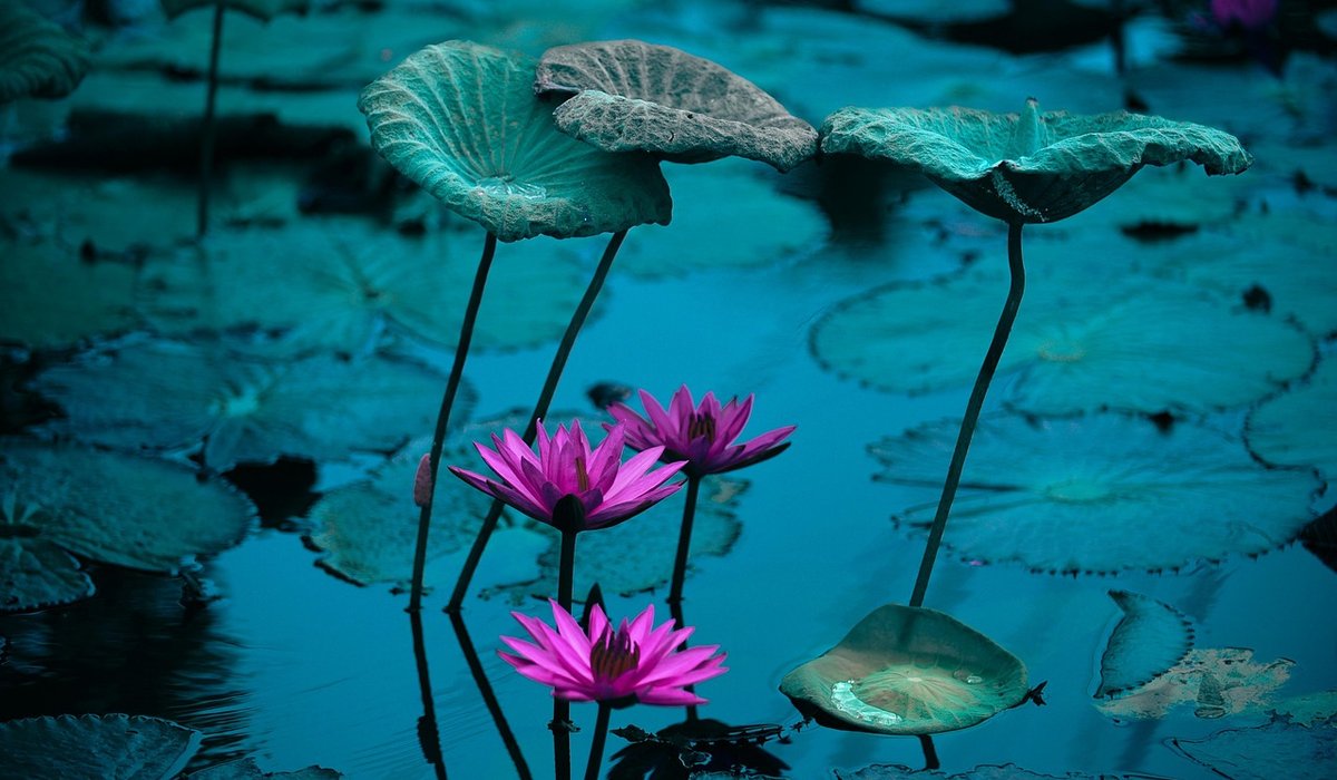 Decluttering Your Home to Create a Sense of Calm